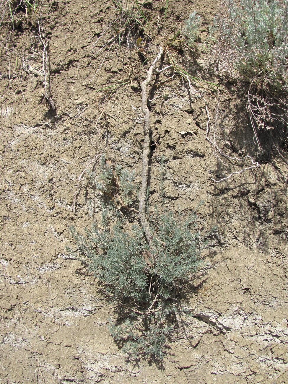 Image of Bassia prostrata specimen.