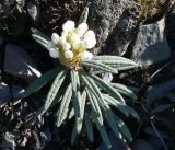 Ledum decumbens