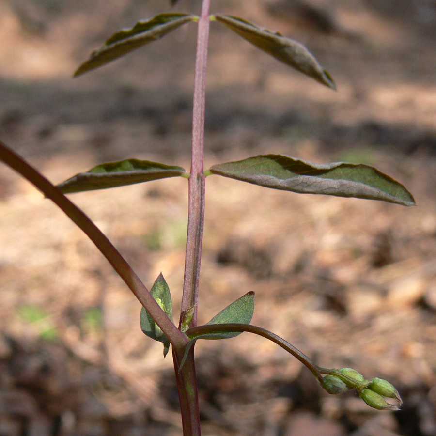 Image of Lathyrus humilis specimen.