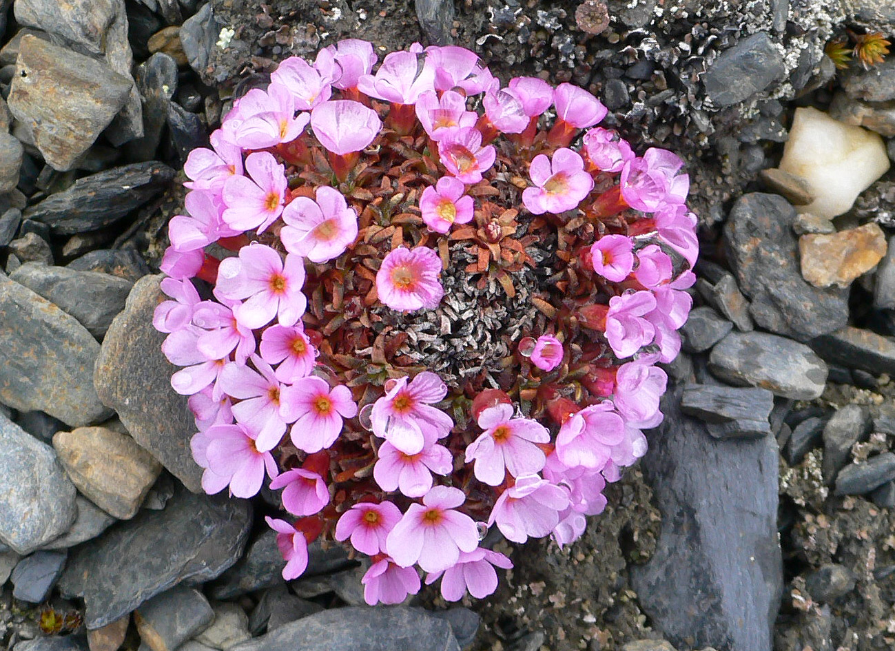 Image of Douglasia ochotensis specimen.