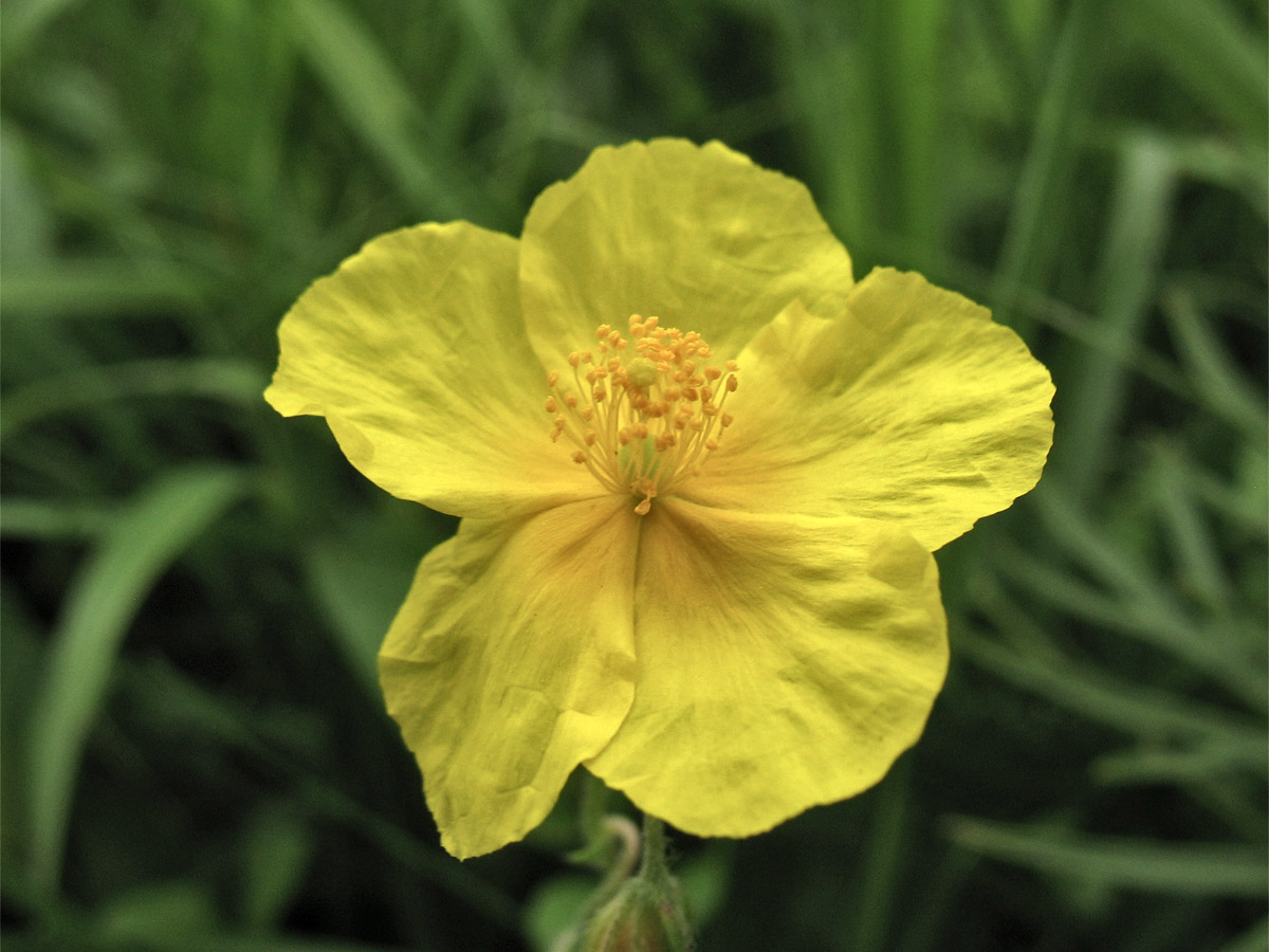 Image of Helianthemum ovatum specimen.