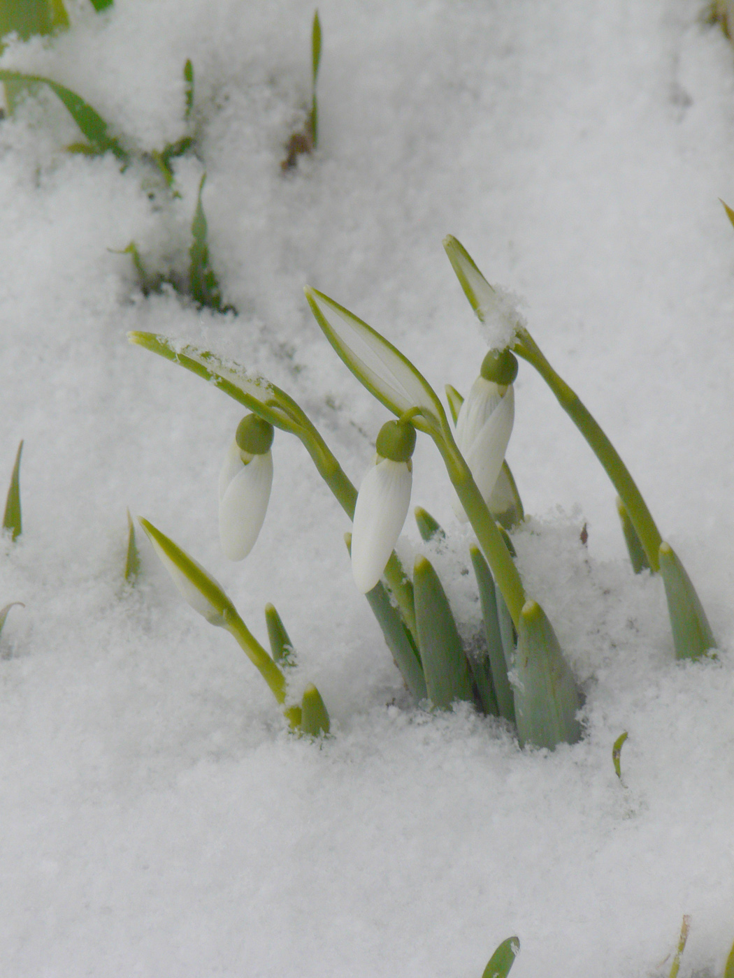 Изображение особи Galanthus graecus.