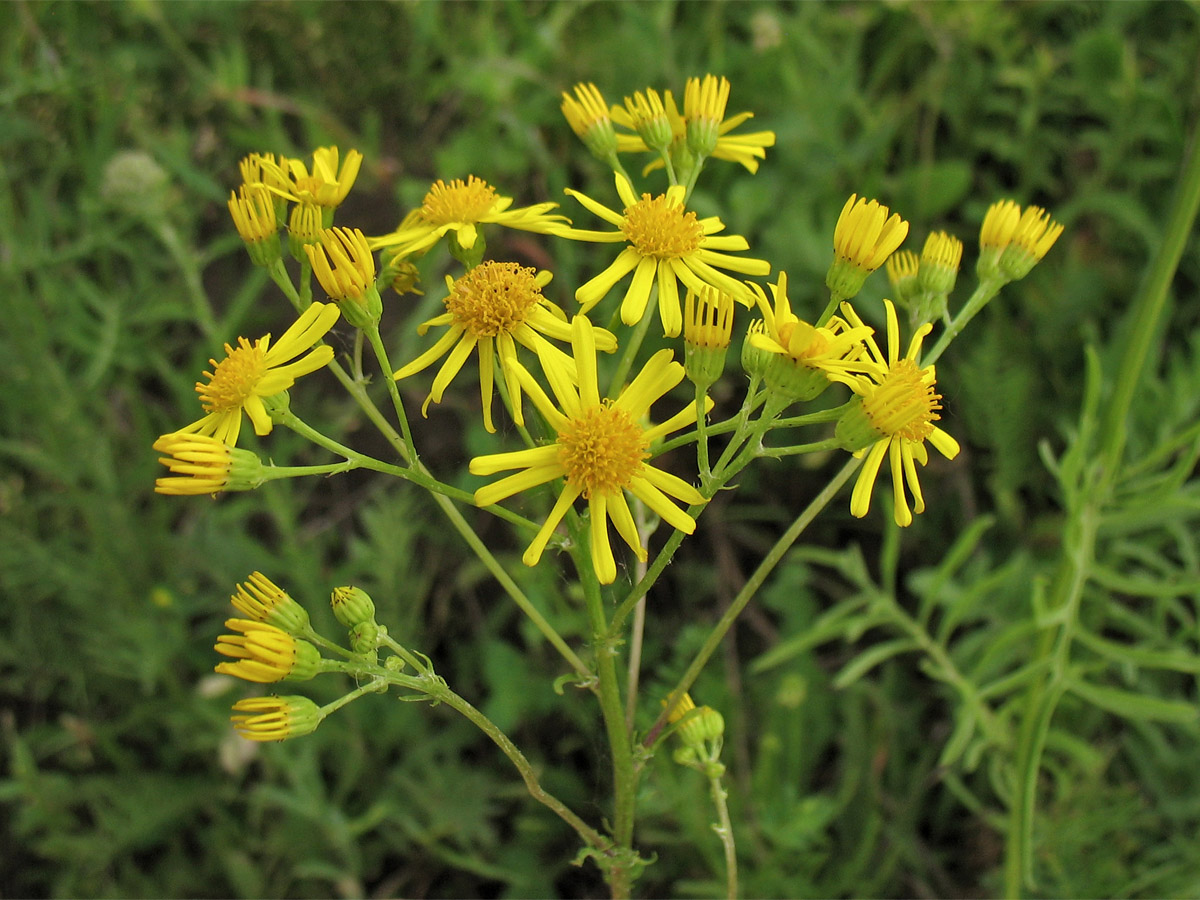 Изображение особи Senecio jacobaea.