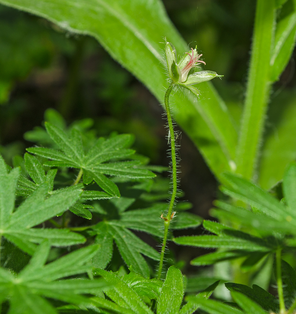 Изображение особи Geranium sanguineum.