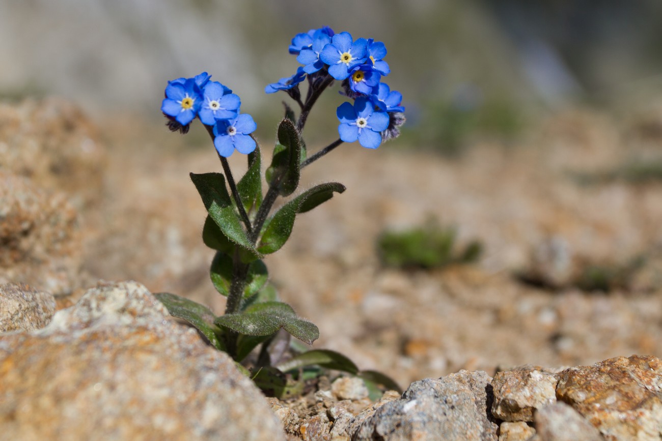 Image of Myosotis alpestris specimen.
