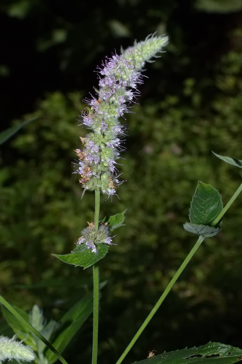 Изображение особи Mentha longifolia.