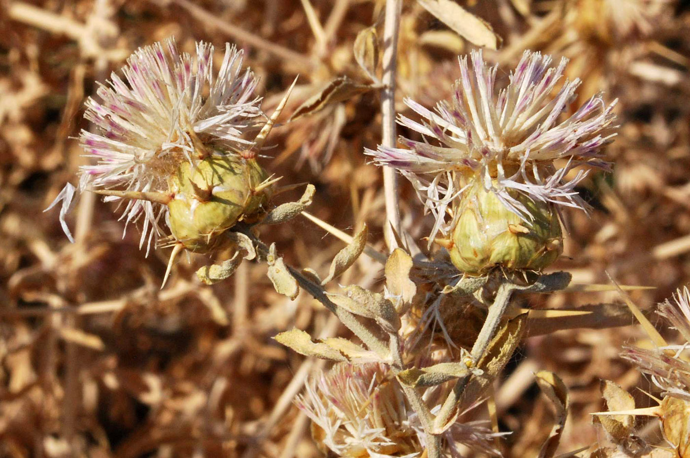 Image of Centaurea iberica specimen.