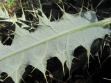 Cirsium cephalotes. Часть листа (вид снизу). Кабардино-Балкария, Эльбрусский р-н, окр. пос. Эльбрус, ок. 1850 м н.у.м., окраина луга. 26.08.2017.