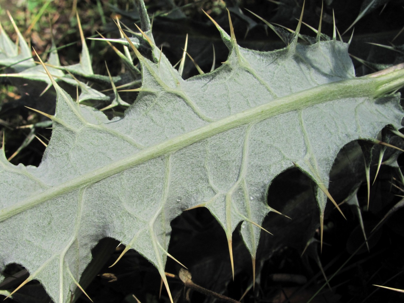 Изображение особи Cirsium cephalotes.