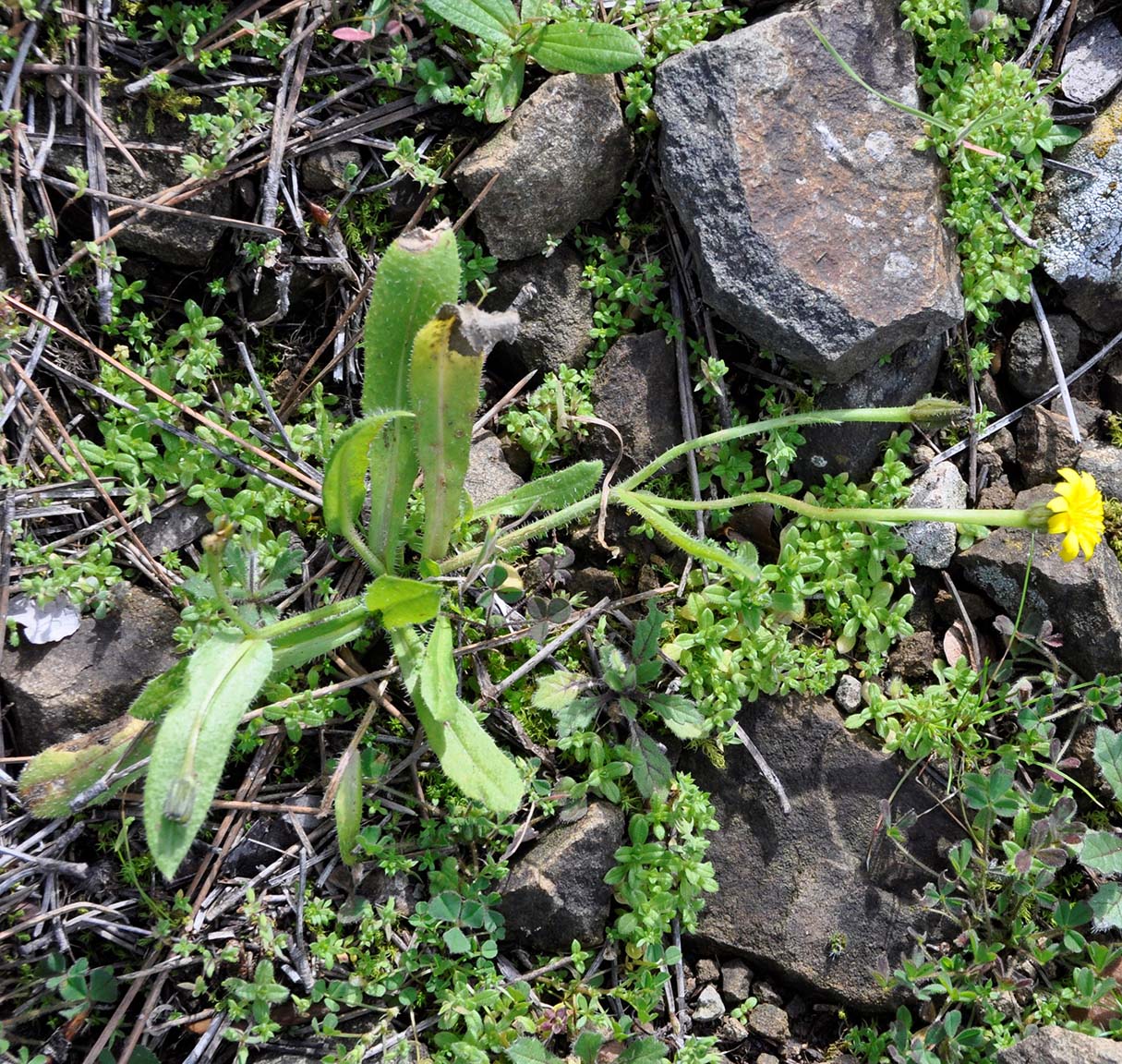 Изображение особи Hedypnois rhagadioloides.