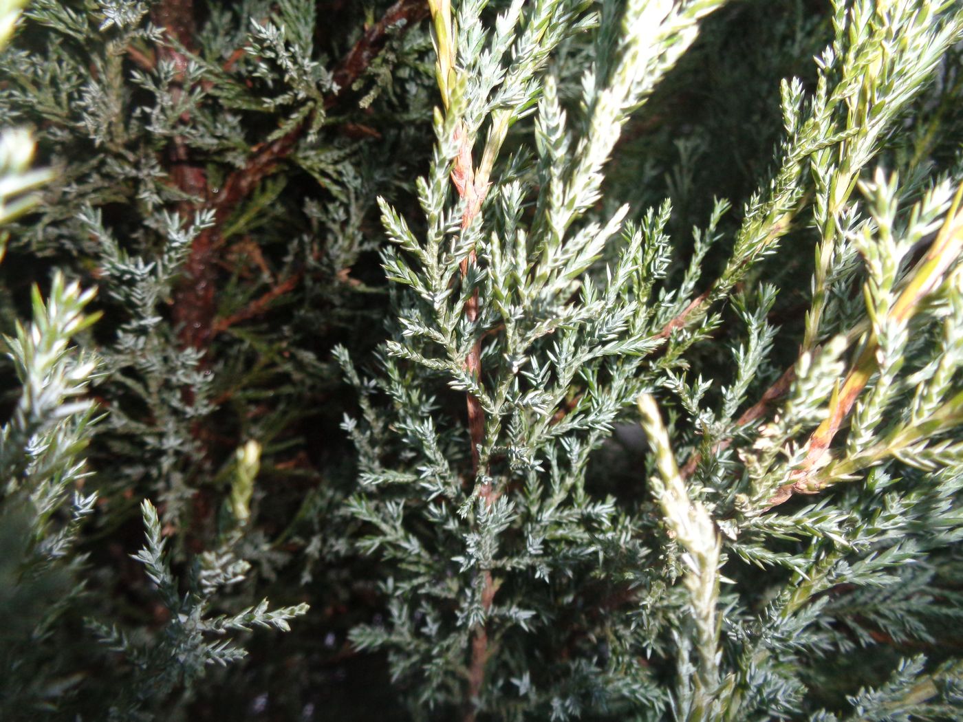 Изображение особи Juniperus scopulorum.