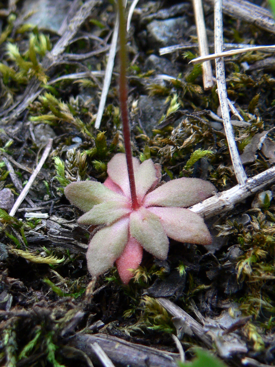 Image of Androsace septentrionalis specimen.