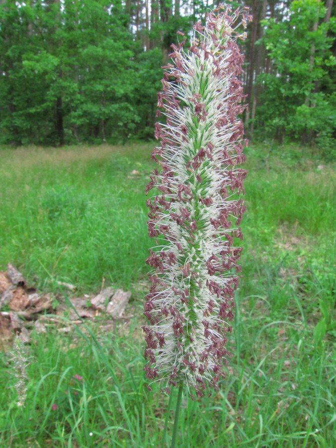 Изображение особи Phleum pratense.