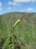 Fritillaria caucasica. Верхушка побега с незрелым плодом. Дагестан, окр. с. Талги, Талгинское ущелье, ок. 600 м н.у.м., степной склон. 22.04.2019.