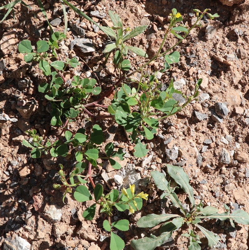 Image of genus Trigonella specimen.