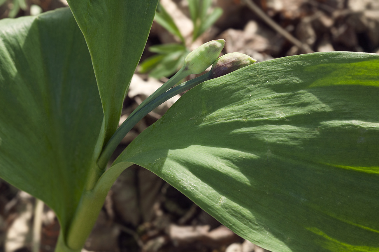 Image of Allium ochotense specimen.