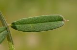 Vicia angustifolia