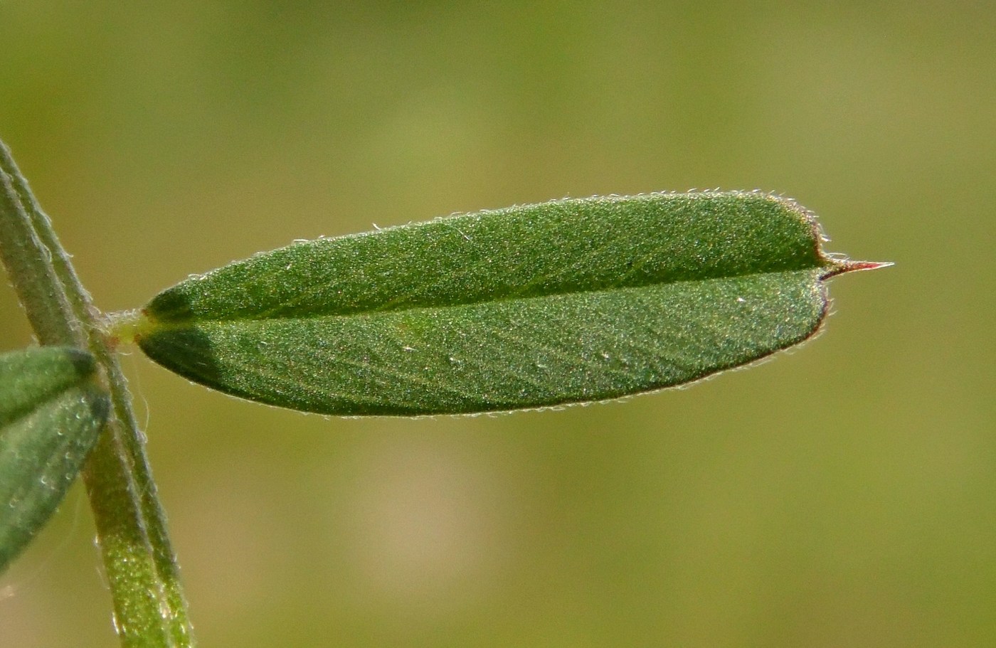 Изображение особи Vicia angustifolia.