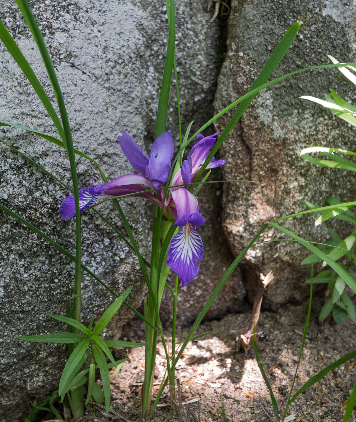 Image of Iris colchica specimen.