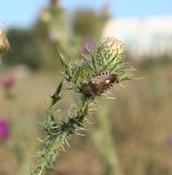 Carduus acanthoides. Верхушка побега с бутонами и сидящим клопом ягодным. Казахстан, Восточно-Казахстанская обл., правый берег р. Иртыш, луг. 01.09.2013. 01.09.2013.