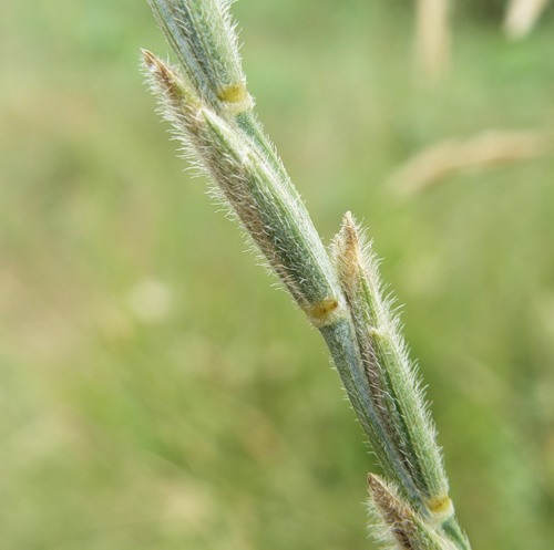 Изображение особи Elytrigia trichophora.