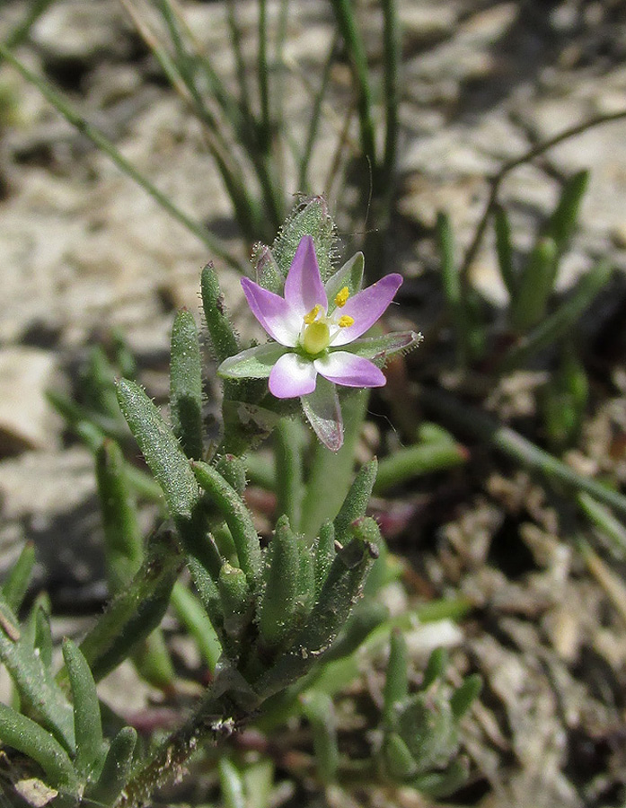 Image of Spergularia marina specimen.