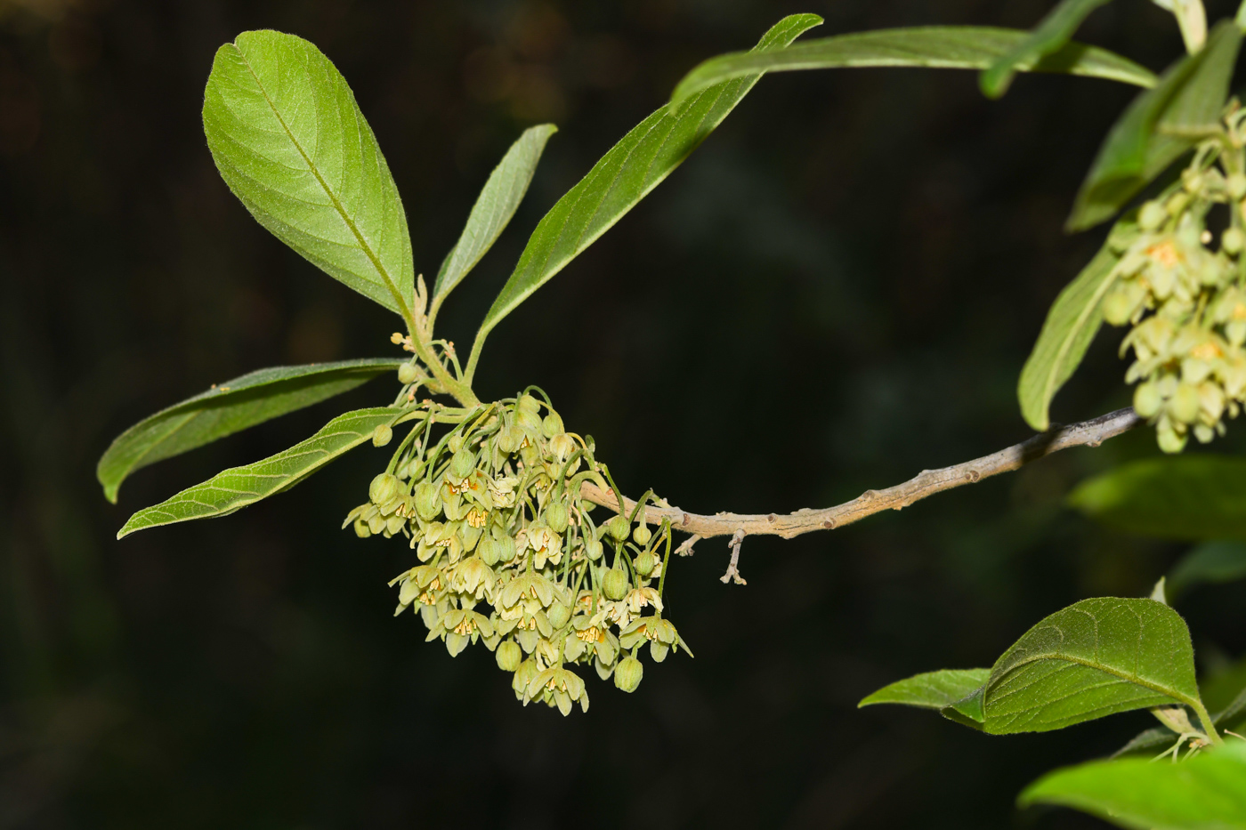 Image of Kiggelaria africana specimen.