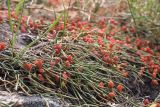 genus Ephedra. Ветви с шишкоягодами. Иркутская обл., Ольхонский р-н, окр. с. Сахюрта, кромка берегового склона к оз. Байкал. 14.07.2019.