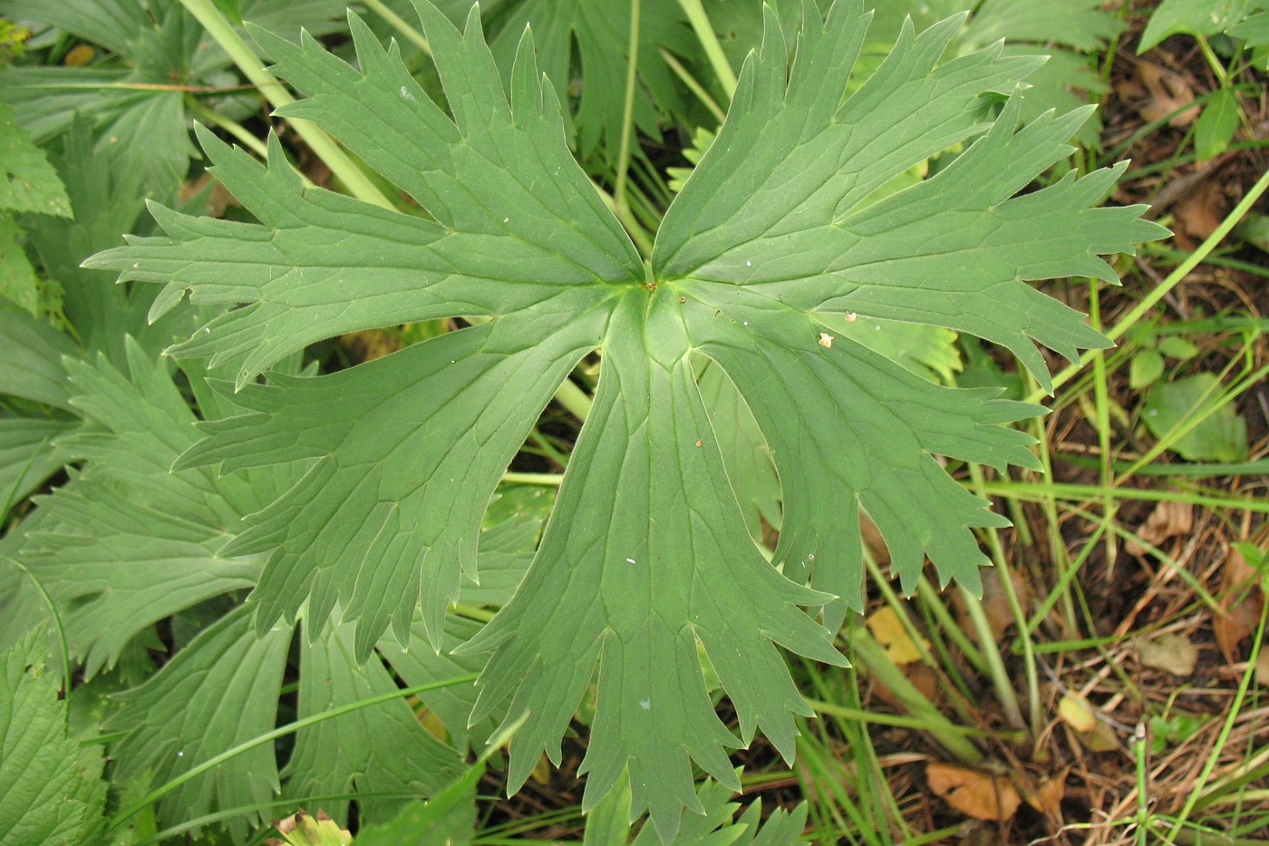 Изображение особи Aconitum lasiostomum.