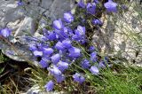 Campanula rotundifolia