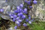 Campanula rotundifolia. Верхушки побегов с соцветиями. Челябинская обл., Саткинский р-н, хребет Зюраткуль, ≈ 1100 м н.у.м., на скале. 31.07.2019.