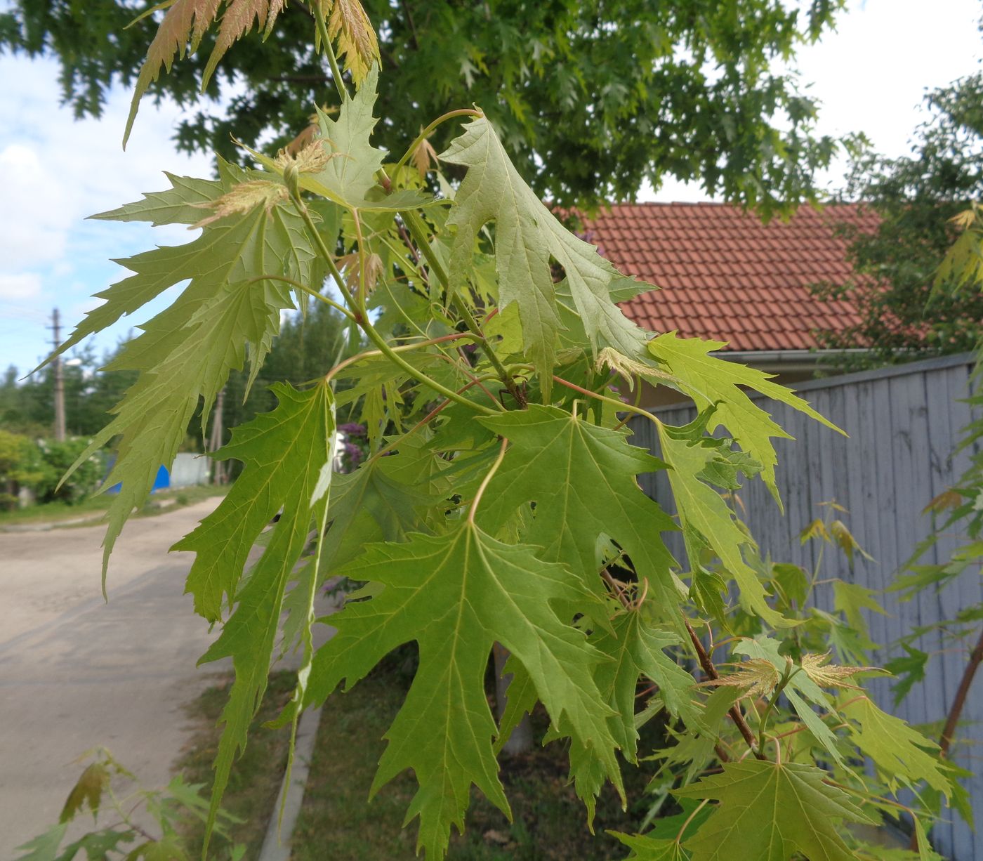 Image of Acer saccharinum specimen.