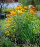 Tagetes erecta