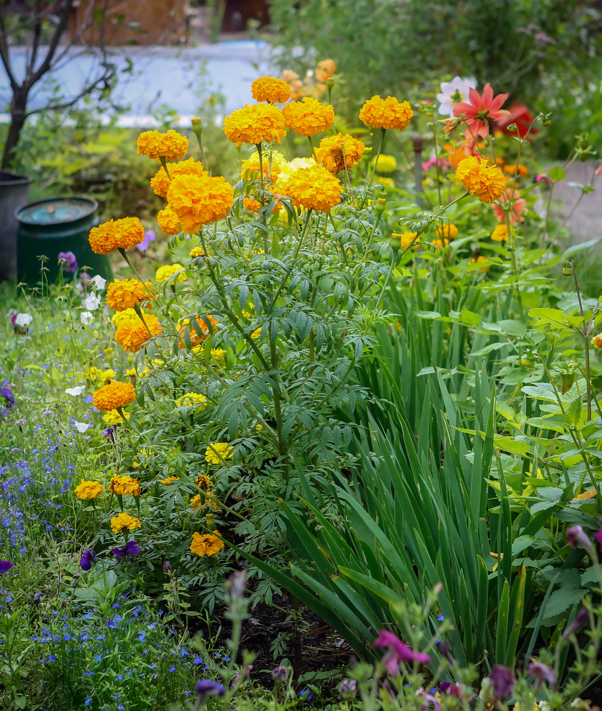 Image of Tagetes erecta specimen.