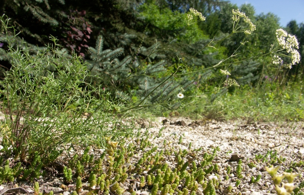 Изображение особи Pimpinella tragium.