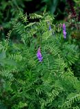 Vicia cracca. Верхушка цветущего растения. Владимирская обл., Суздальский р-н, окр. с. Кидекша, луг на опушке сосняка. 18.08.2019.