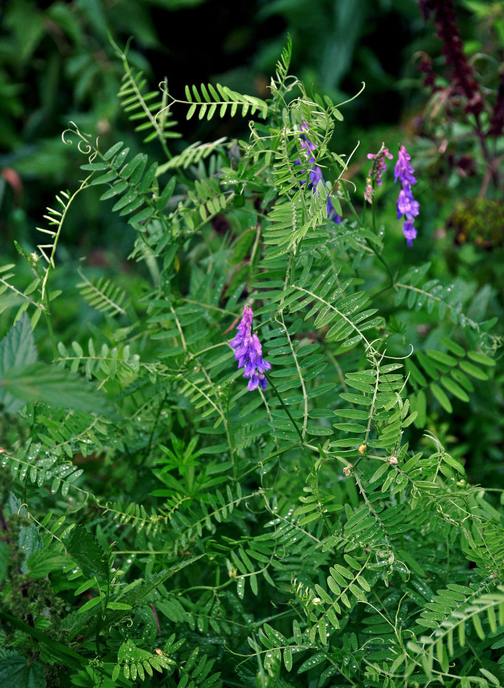 Image of Vicia cracca specimen.