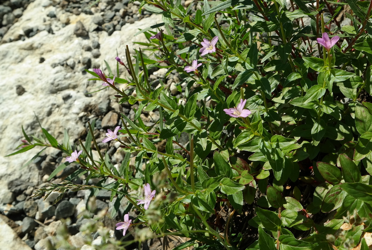 Изображение особи род Epilobium.