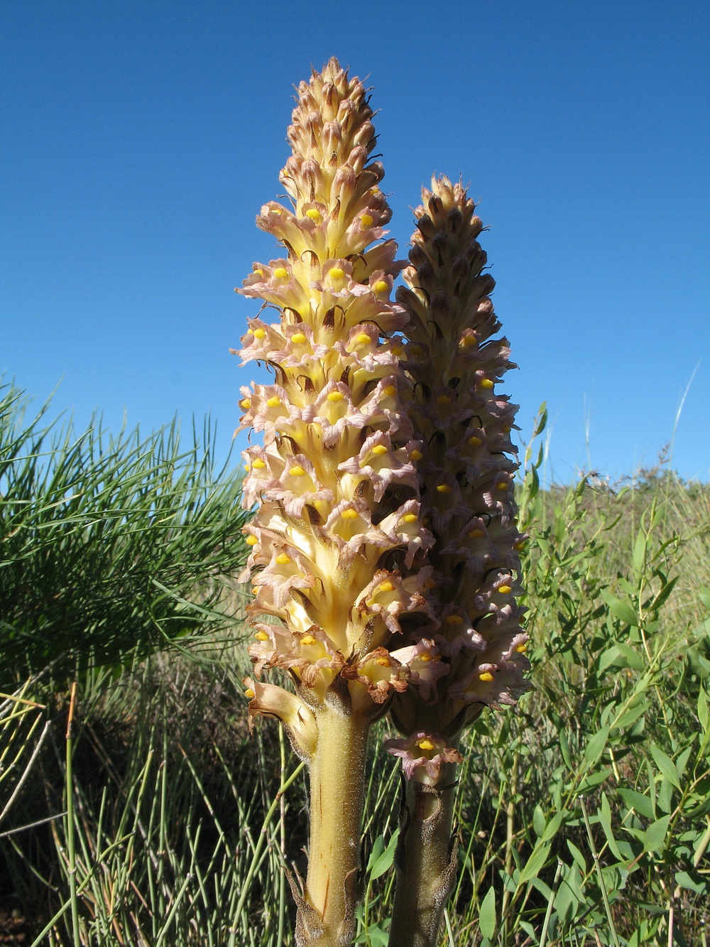 Image of Orobanche spectabilis specimen.