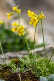 Draba scabra. Цветущие растения. Адыгея, Майкопский р-н, окр. пос. Новопрохладный, вершина горы Большой Тхач, моховая подушка на скалах. 11.06.2019.