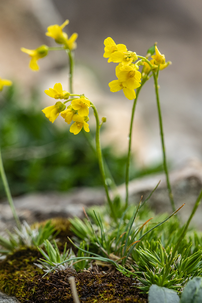 Изображение особи Draba scabra.