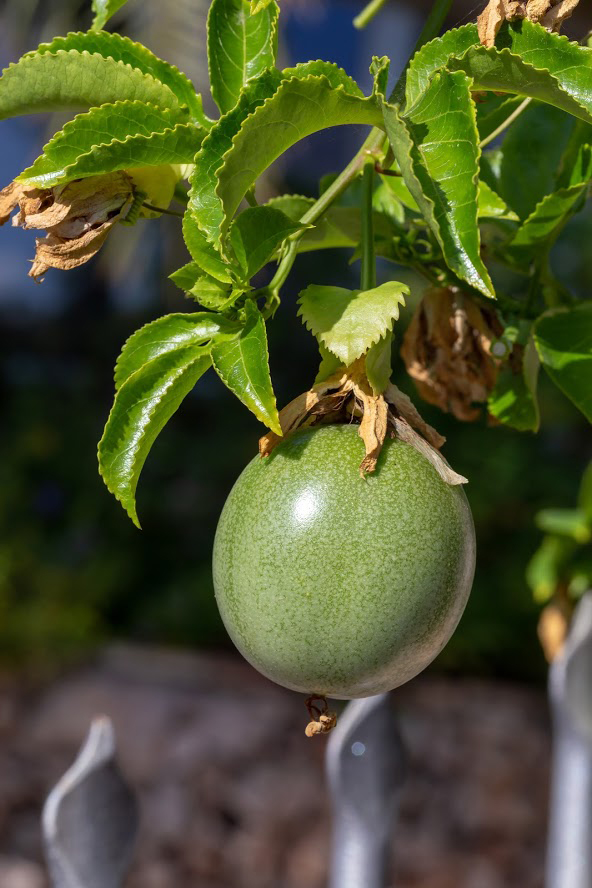 Изображение особи Passiflora edulis.