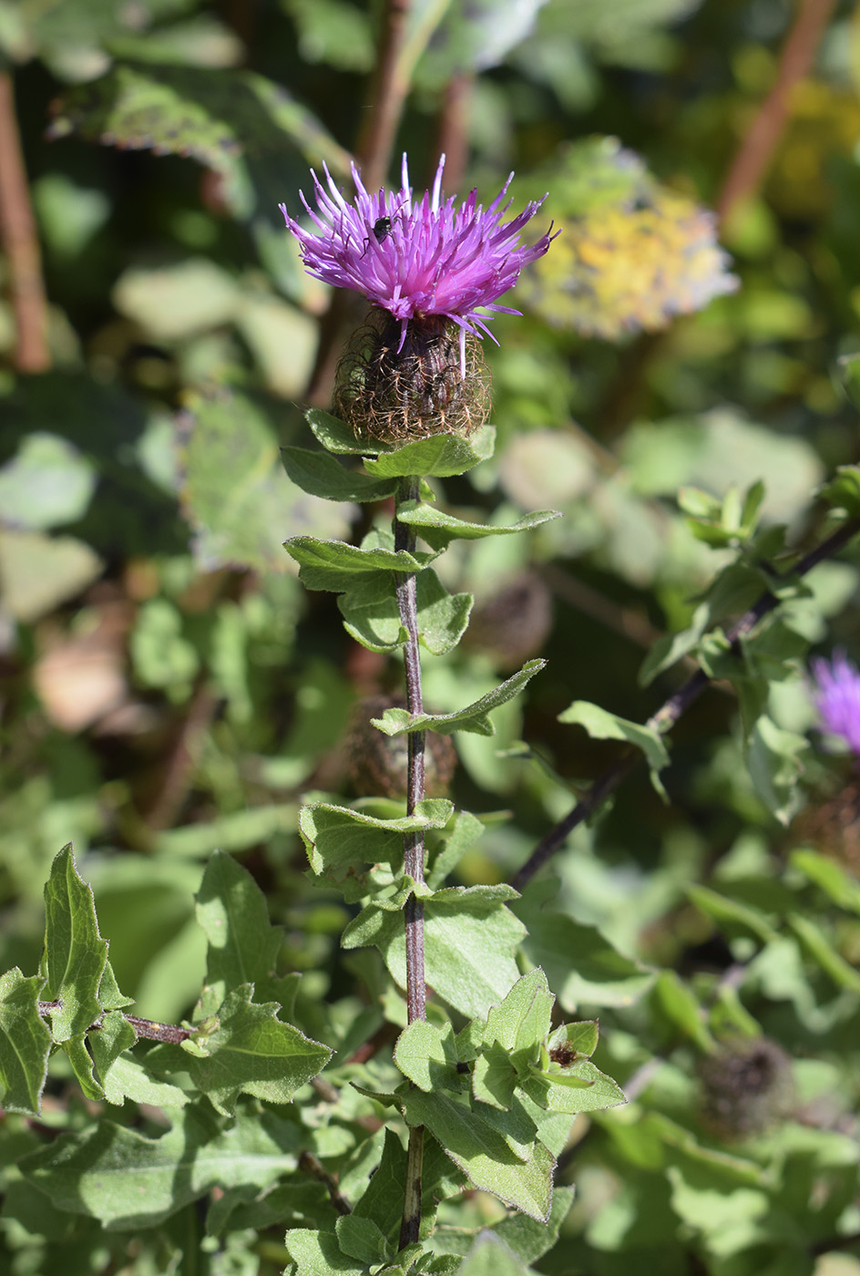 Image of Centaurea pectinata specimen.