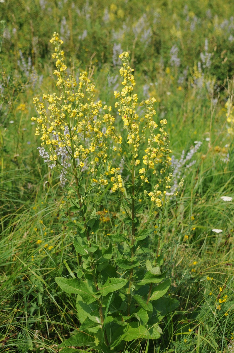 Изображение особи Verbascum marschallianum.