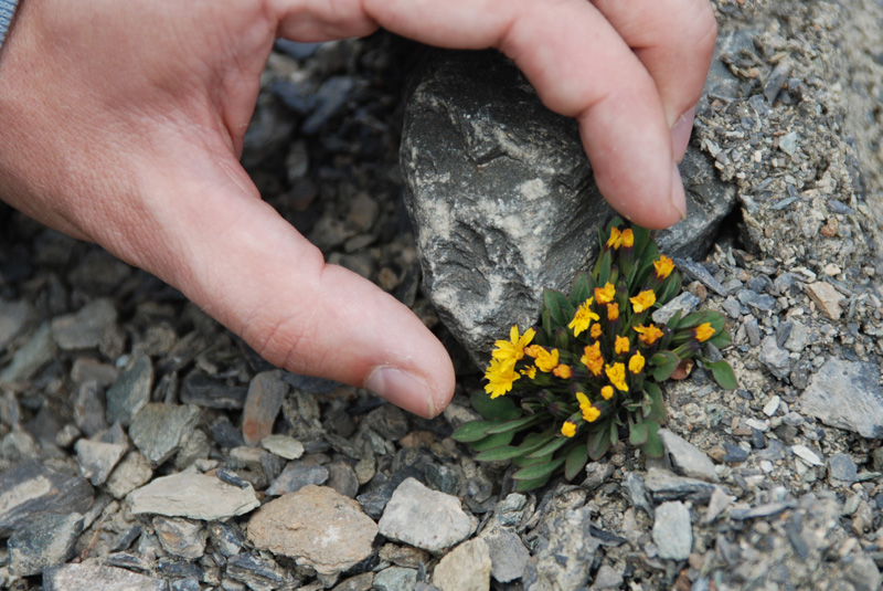 Image of Crepis nana specimen.