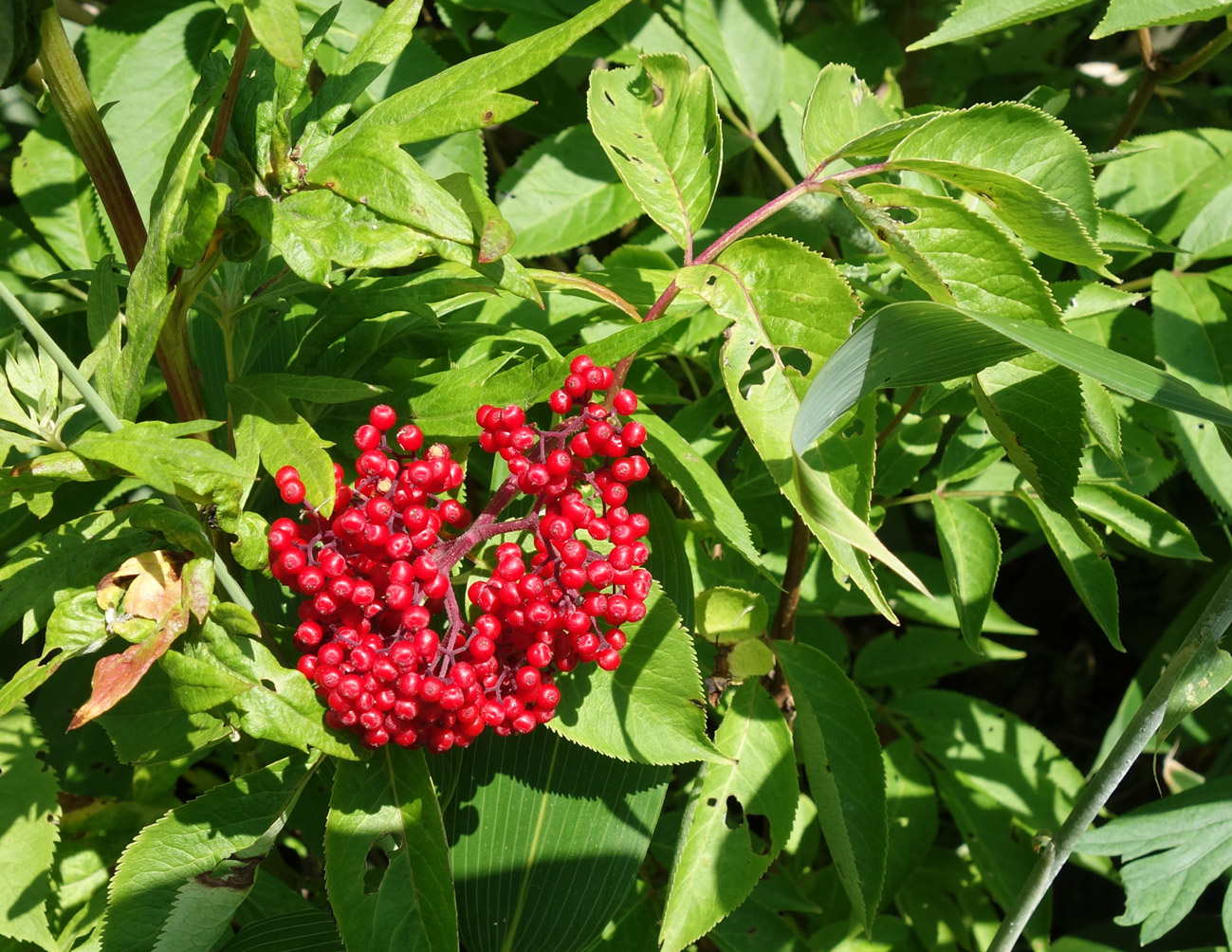 Image of Sambucus miquelii specimen.