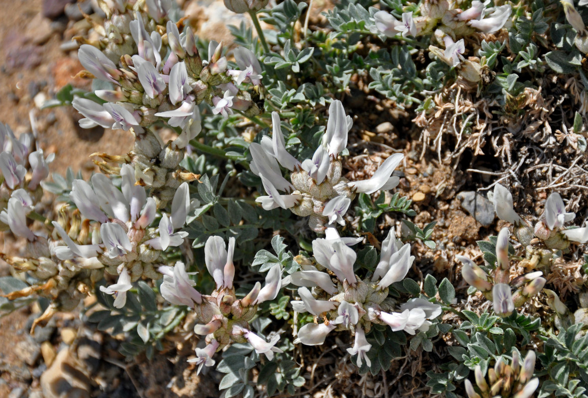 Изображение особи Astragalus dilutus.