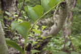 Polygonatum maximowiczii