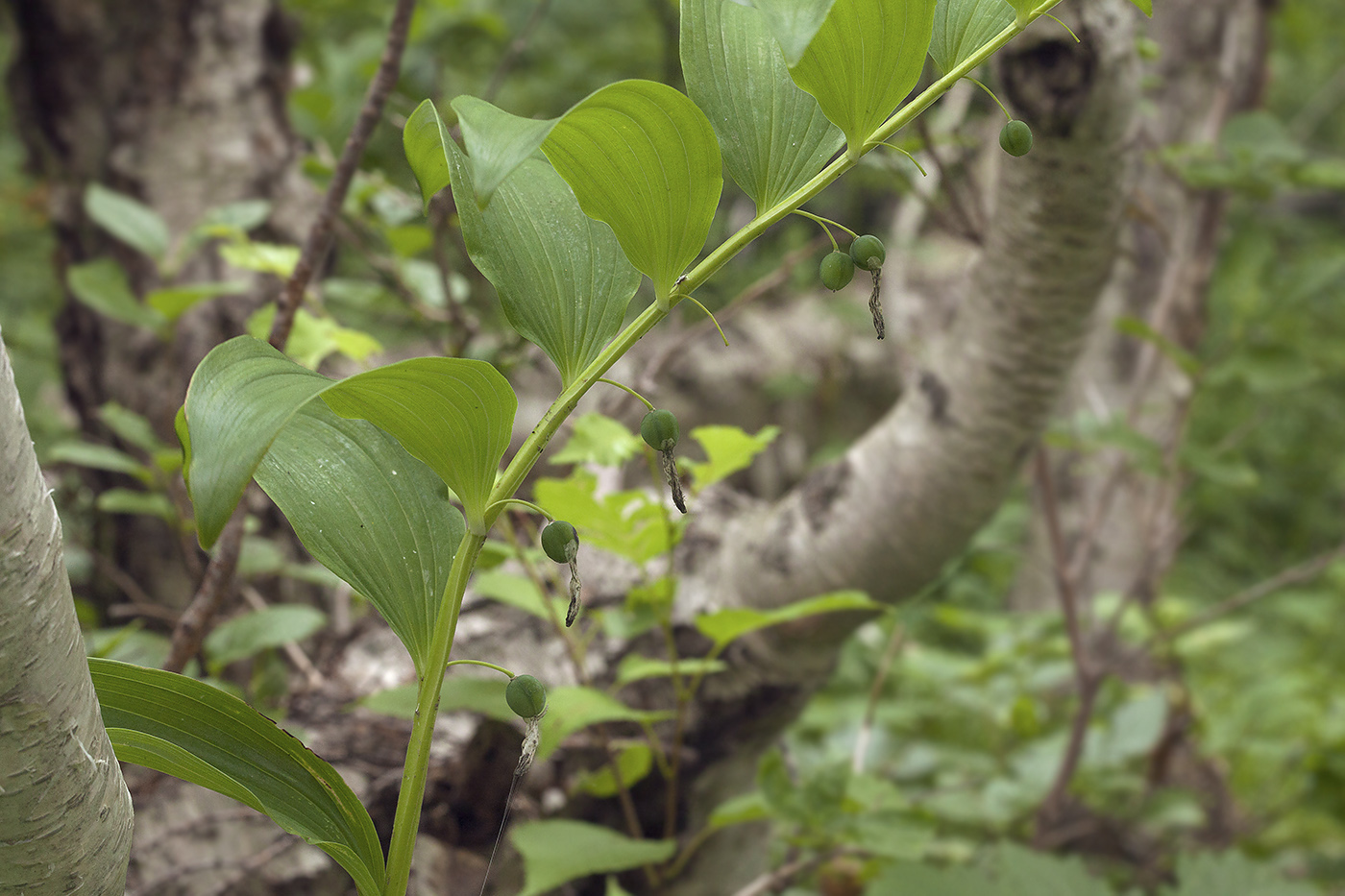 Image of Polygonatum maximowiczii specimen.