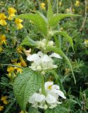 Lamium turkestanicum